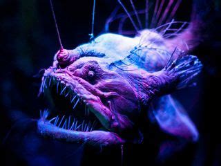 In photos: Spooky deep-sea creatures | Live Science