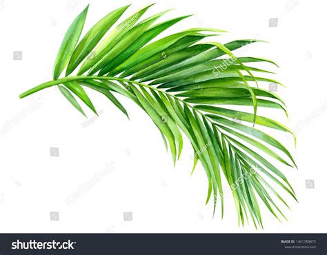 10,578 Palm Leaf Clipart Images, Stock Photos & Vectors | Shutterstock