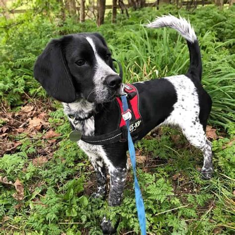 19 English Springer Spaniel Mixes Who Will Steal Your Heart!