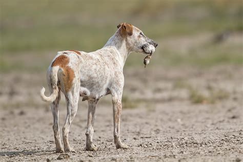 A Dogged Problem | Conservation India