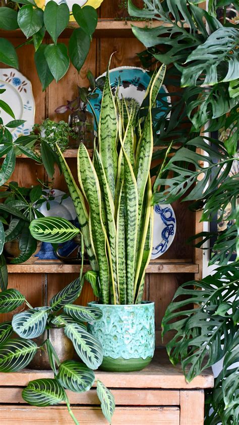 Shade Tolerant Indoor Plants – Happy Houseplants