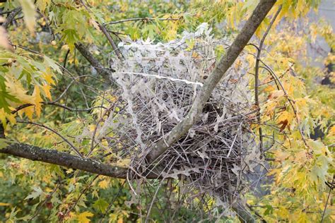 Birds are using anti-bird spikes to make their nests | New Scientist