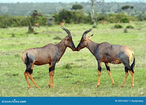 Topi antelope stock image. Image of timid, animal, animals - 39514367