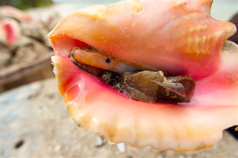 Overfishing is threatening queen conchs in the Bahamas
