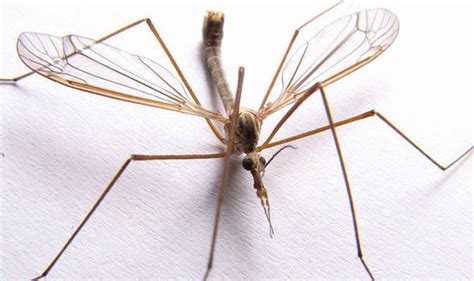 Rise of the daddy longlegs: Up to 200bn specimens are about to hatch ...