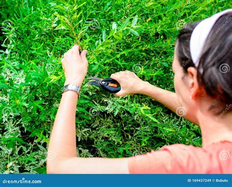 Woman Pruning a Japanese Hakuro Willow Tree Stock Image - Image of ...