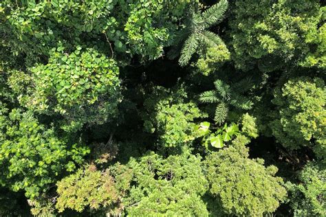 Canopy science: Discovering the 'eighth continent' in the treetops ...