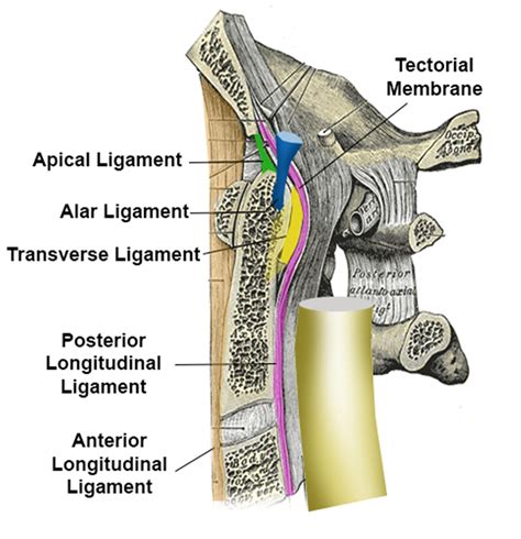 Occipital Condyle Fractures - Spine - Orthobullets