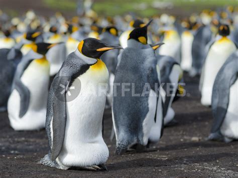 "King Penguin, Falkland Islands" Picture art prints and posters by ...