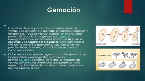 de que se trata el proceso de Gemación - Brainly.lat