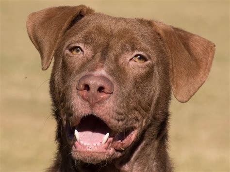 Meet Patrick, Douglas County Animal Shelter's Longest Resident ...