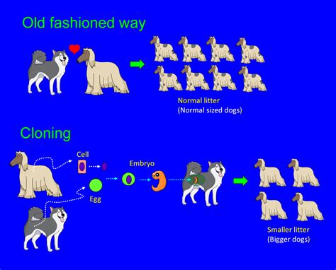 Why clone a (working) dog: Pros and cons – Biopetnology