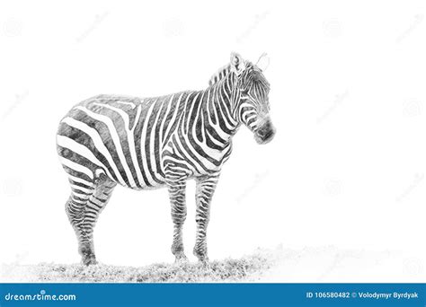 Zebra. Sketch with pencil stock illustration. Illustration of savanna - 106580482