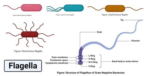 Flagella: Structure, Types, Arrangement, Functions, Examples