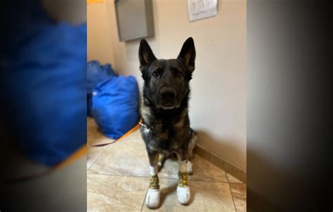 Vancouver Island German Shepherd recovers from severe injuries after being dragged by truck (PHOTOS)