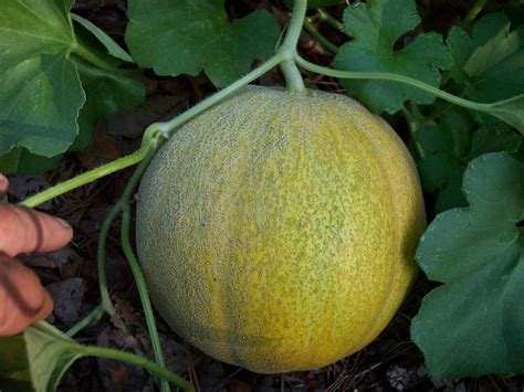 Cantaloupes: Plant Care and Collection of Varieties - Garden.org