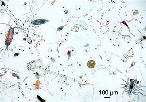 Is This a Single Drop of Seawater Magnified 25 Times? | Snopes.com