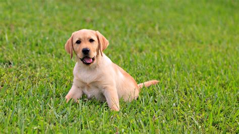 Photo Puppy Retriever Dogs Animals 1920x1080