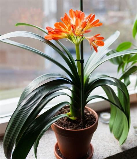 Clivia Care - How To Grow A Kaffir Lily - Smart Garden Guide