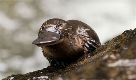 Platypus | Platypus, Australian animals, Weird animals