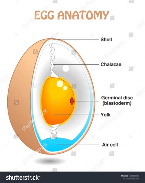 13.742 Egg structure: immagini, foto stock e grafica vettoriale ...