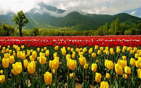 Tulip Gardens are the most loved attarctions in Kashmir | Кашмир ...