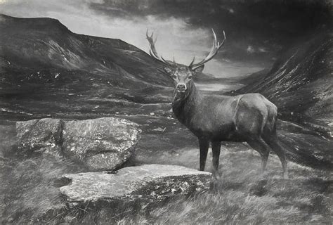 Charcoal Drawing Image Red Deer Stag In Moody Dramatic Mountain Sunset ...