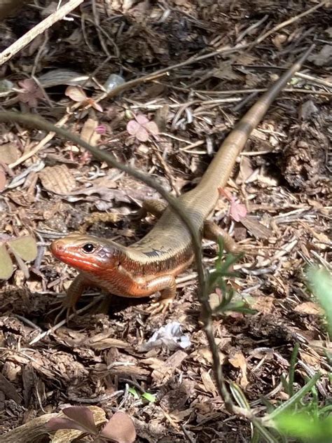 Japanese grass lizard : r/Lizards