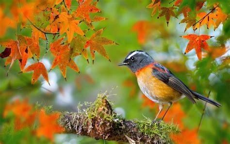 fall theme background images | Beautiful birds, Bird, Most beautiful birds