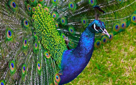 Stunning Peacock HD Wallpaper: A Vibrant Display of Nature’s Beauty