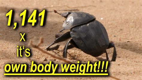 Dung Beetle Strength / africanwildlifeonline - YouTube