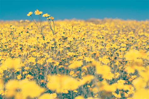 a meadow full of yellow buttercup flowers in full bloom, wild 4k HD ...