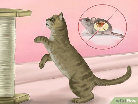 4 Ways to Deworm Cats - wikiHow