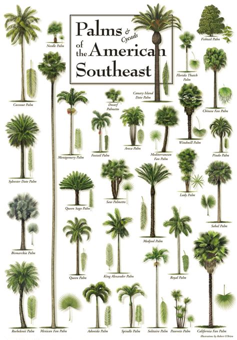 Palms & Cycads of the American Southeast - Ocean Offerings | Palm trees garden, Palm tree ...