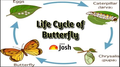 Butterfly Life Cycle: Four Stages of Butterfly Metamorphosis Explained with Diagrams