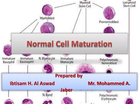 PPT - Normal Cell Maturation PowerPoint Presentation - ID:591543