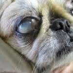 How to Recognize & Treat Dog Eye Ulcers