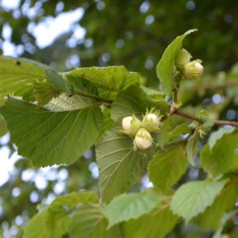 Hazel - planting, pruning, care and harvesting hazelnuts and keeping them