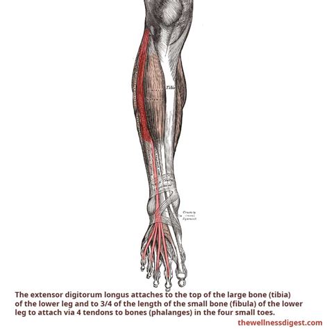 Extensor Digitorum Longus Tendon Pain