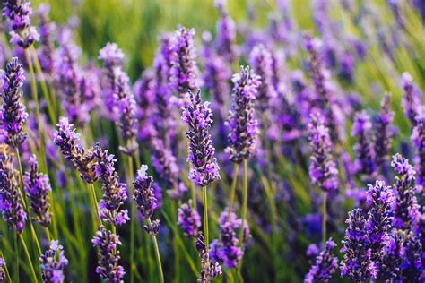 Russian Sage vs. Lavender: How Are They Different? - A-Z Animals