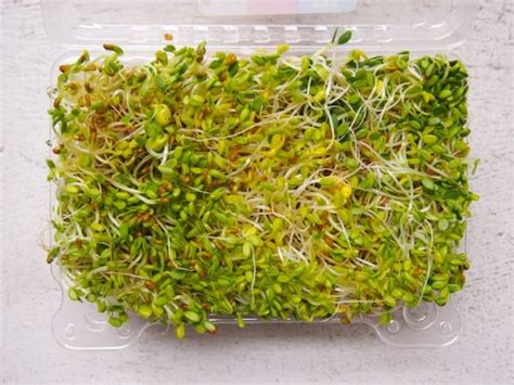 Alfalfa sprouts - Feed me dearly