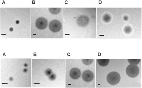 Examples of diversity of phage plaque morphology (upper panels) and... | Download Scientific Diagram