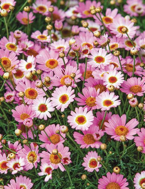 Marguerite Daisy Reflection 'Pink' - Tesselaar