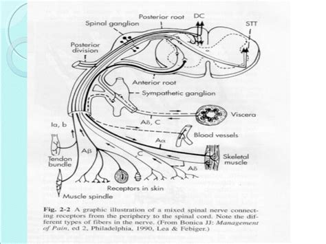 Neurobiology of pain | PPT