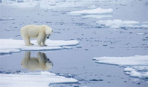 Climate change news: Polar bear experts warn of ice loss - Impossible to survive | Science ...