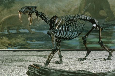 Fossil skeleton of a sabre-toothed cat - Stock Image - E445/0094 ...