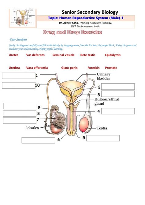 parts of the male reproductive system worksheet | Anatomy Worksheets