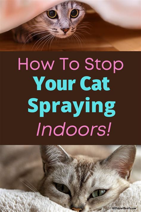 Cat spraying on floor - CAT POL