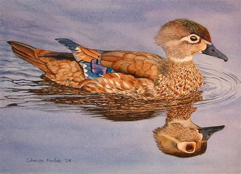 Wood Duck Painting by Sharon Farber - Fine Art America