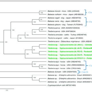 Phylogenetic tree based on partial hsp70 gene. Tree was constructed by... | Download Scientific ...